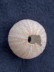 Pseudechinus albocinctus