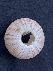 Pseudechinus albocinctus