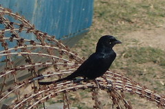 Dicrurus macrocercus