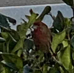 Haemorhous mexicanus