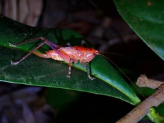 Palaeoagraecia