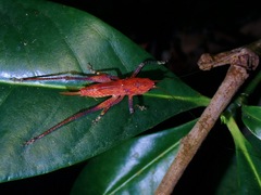 Palaeoagraecia