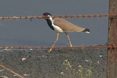 Vanellus indicus