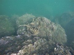 Urobatis concentricus