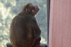 Macaca mulatta