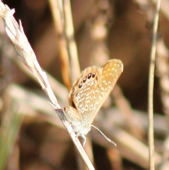 Brephidium pseudofea