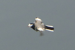 Motacilla alba