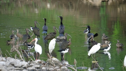 Ibis blanc