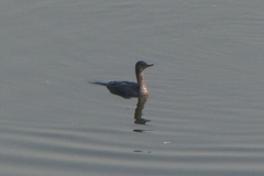Phalacrocorax carbo