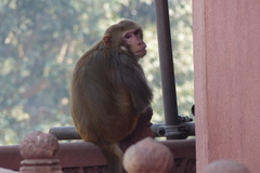 Macaca mulatta
