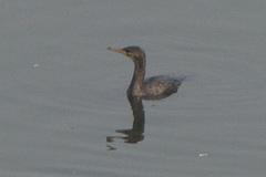 Phalacrocorax carbo