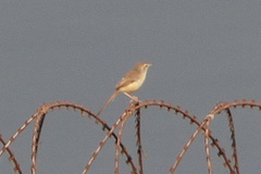 Prinia inornata