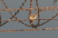 Prinia inornata