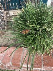 Danaus plexippus