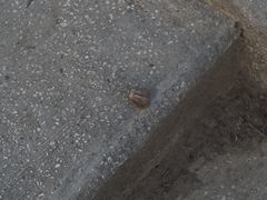 Lissachatina fulica