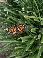 Danaus plexippus