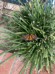 Danaus plexippus
