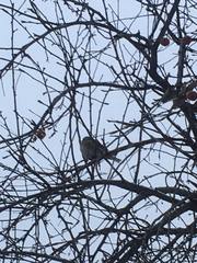 Turdus pilaris