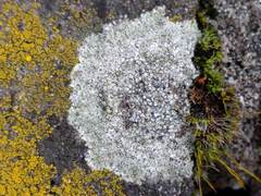 Lecanora campestris