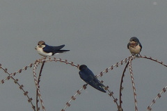 Petrochelidon fluvicola