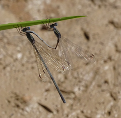 Lestes pallidus