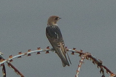 Petrochelidon fluvicola
