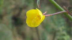 Eulobus californicus