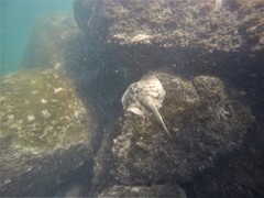 Urobatis concentricus