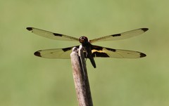 Rhyothemis phyllis