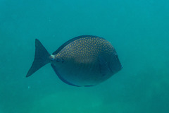 Prionurus maculatus