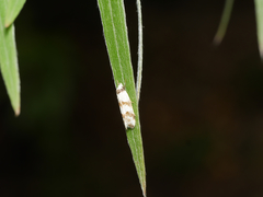 Chezala brachypepla
