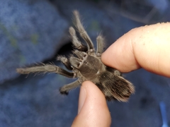 Aphonopelma steindachneri
