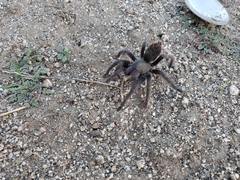 Aphonopelma steindachneri