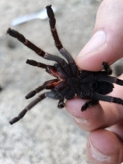 Aphonopelma steindachneri