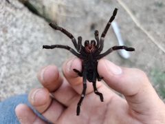 Aphonopelma steindachneri
