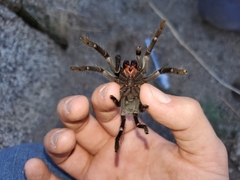 Aphonopelma steindachneri