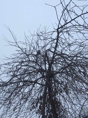 Turdus pilaris