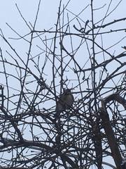 Turdus pilaris