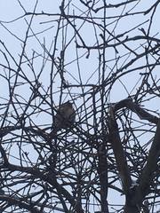Turdus pilaris