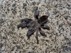 Aphonopelma steindachneri