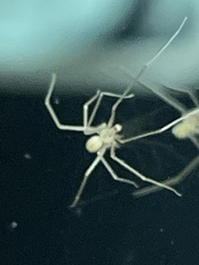 Pholcus phalangioides