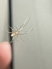 Pholcus phalangioides