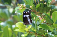 Hypolimnas bolina