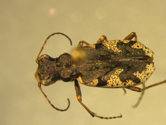 Neocicindela