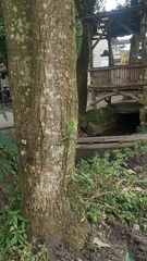 Bronchocela jubata