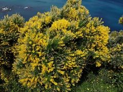 Genista stenopetala