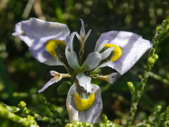 Moraea fergusoniae