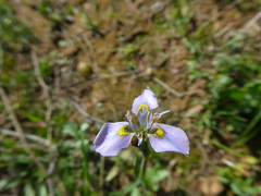 Moraea fergusoniae