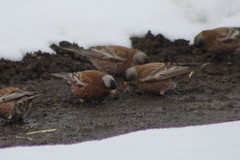 Leucosticte tephrocotis tephrocotis