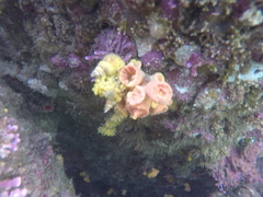 Epidendrium billeeanum